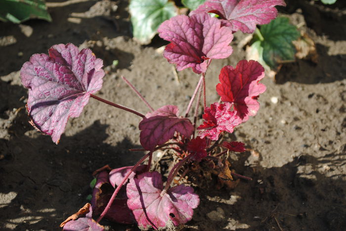 heuchera berrysmoothie - 2015 plantele mele - II