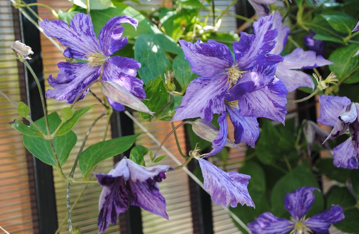 clematis Tie Dye