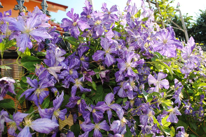 23 iunie, clematis Tie Dye