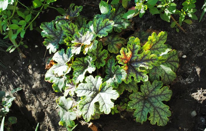 heucherella_tapestry