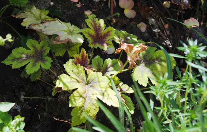 heucherella_Alabama_Sunrise