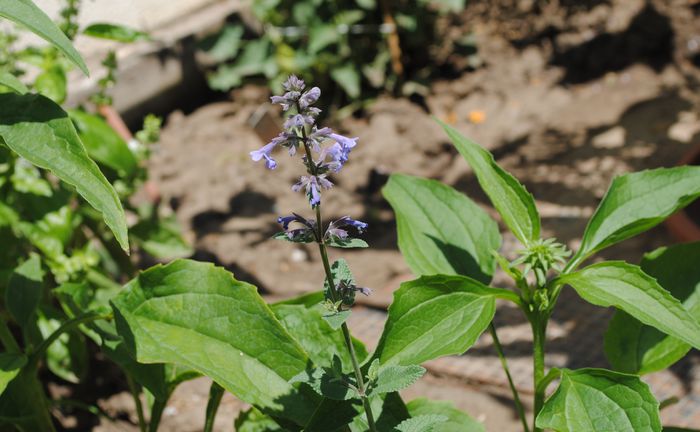 nepeta little tich