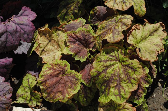 heucherella Solar Eclipse