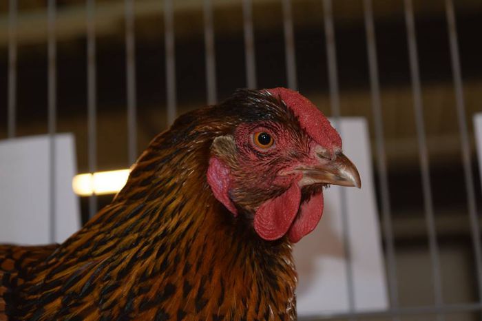 11119322_791509207630761_3190076002754942266_n - Wyandotte