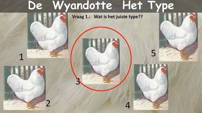 11140235_795190397262642_474849724389471857_n - Wyandotte