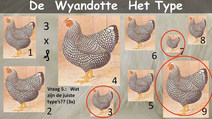 11403288_795191313929217_5397579184464214693_n - Wyandotte