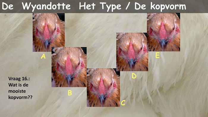 b - Wyandotte