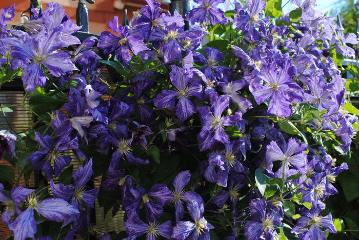 clematis Tie Dye