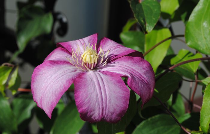 clematis Betty Risdon