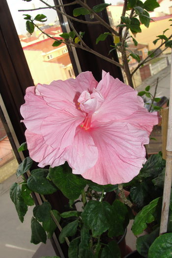 Sweet Pink - A0-Hibiscus 2015-1