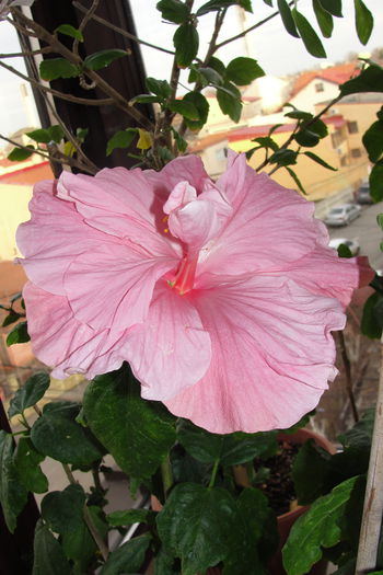  - A0-Hibiscus 2015-1