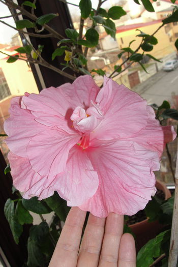  - A0-Hibiscus 2015-1