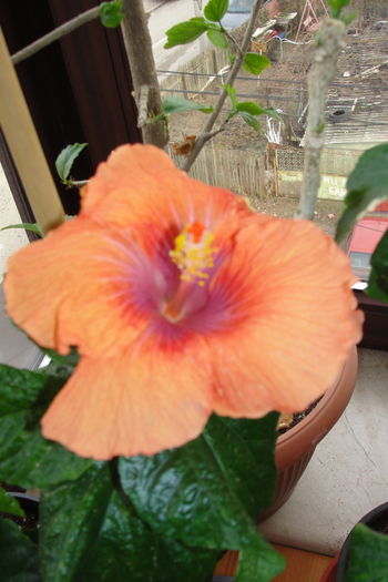Moorea Lanihei - A0-Hibiscus 2015-1