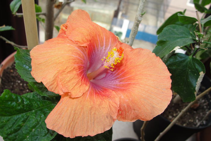  - A0-Hibiscus 2015-1