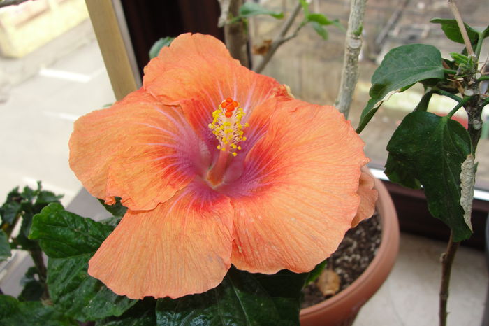  - A0-Hibiscus 2015-1