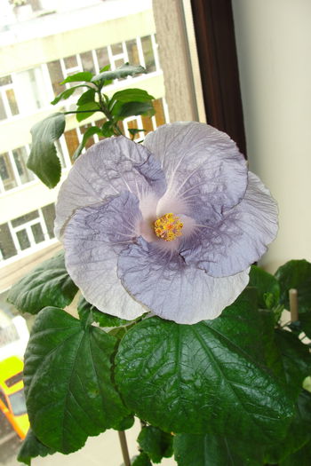  - A0-Hibiscus 2015-1