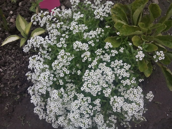 IMG_20150627_152047 - 2015 Flori in  gradina