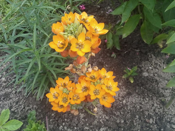 IMG_20150627_151252 - 2015 Flori in  gradina