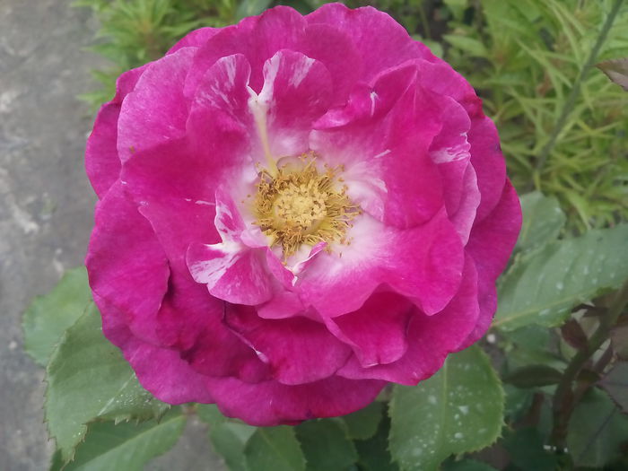 VIOLETTE PARFUMEE - 2015 Trandafiri I