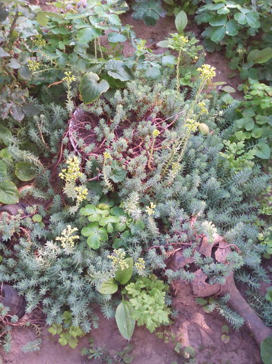 sedum mix