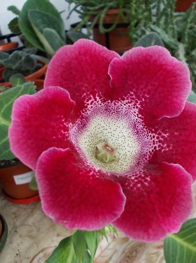tigrina red