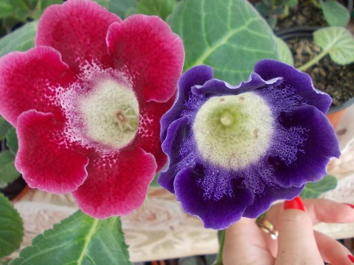 tigrina red si tigrina blue 2