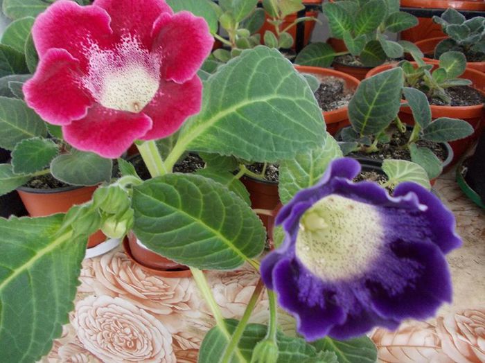 11539817_952325974788441_874429021_o