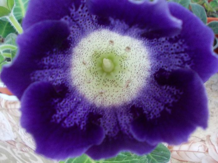 11663963_952325944788444_890675574_o