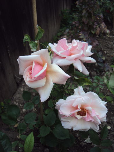 DSC01027 - Pharisaer