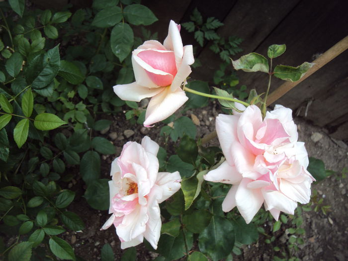DSC01028 - Pharisaer