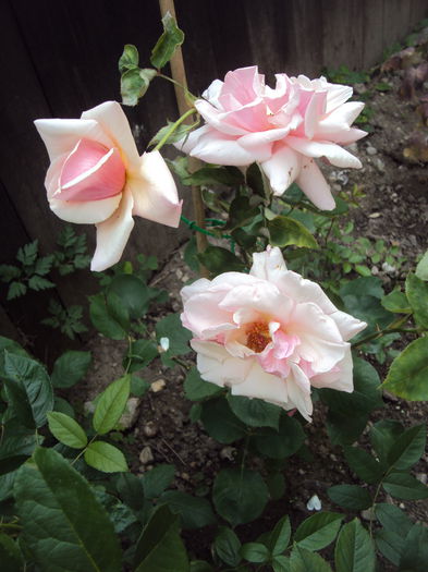 DSC01031 - Pharisaer