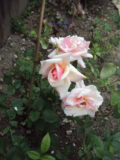 DSC01035 - Pharisaer