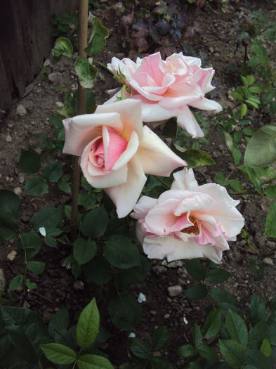 DSC01036 - Pharisaer