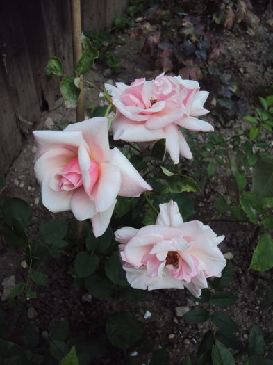 DSC01039 - Pharisaer