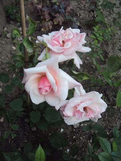 DSC01041 - Pharisaer