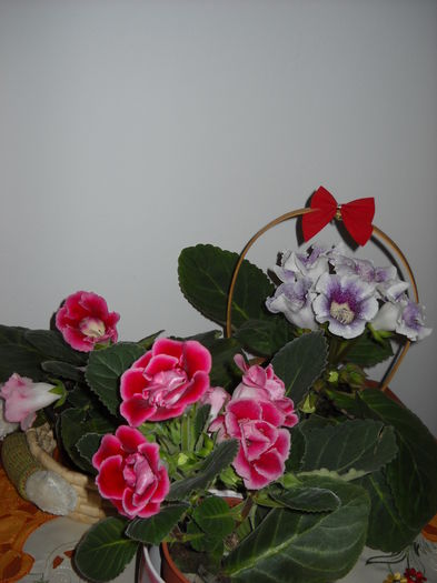 Duett - 1GLOXINIA-2015