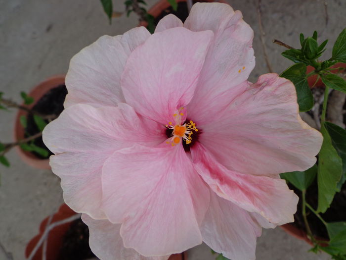 DSC08389 - HIBISCUS  2015