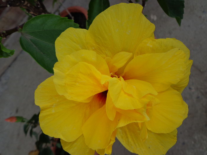 DSC08390 - HIBISCUS  2015