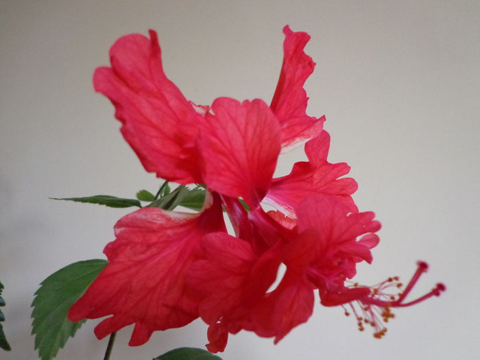 DSC08397 - HIBISCUS  2015
