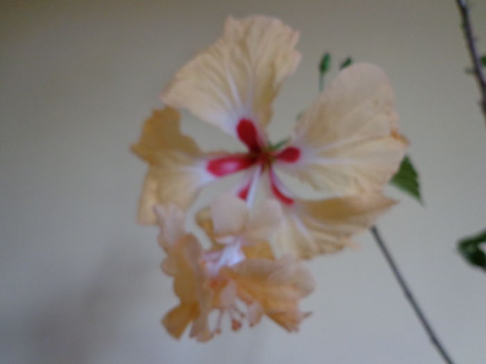 DSC08399 - HIBISCUS  2015
