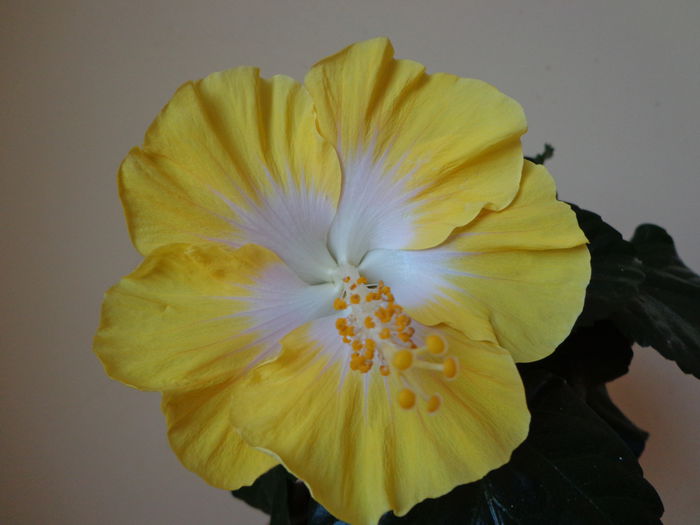 DSC08383 - HIBISCUS  2015