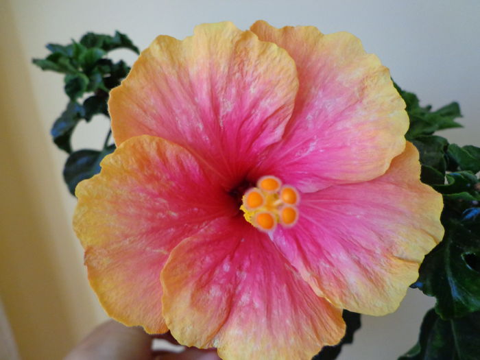 DSC08378 - HIBISCUS  2015
