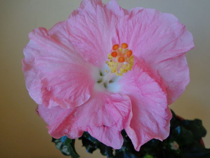 DSC08377 - HIBISCUS  2015