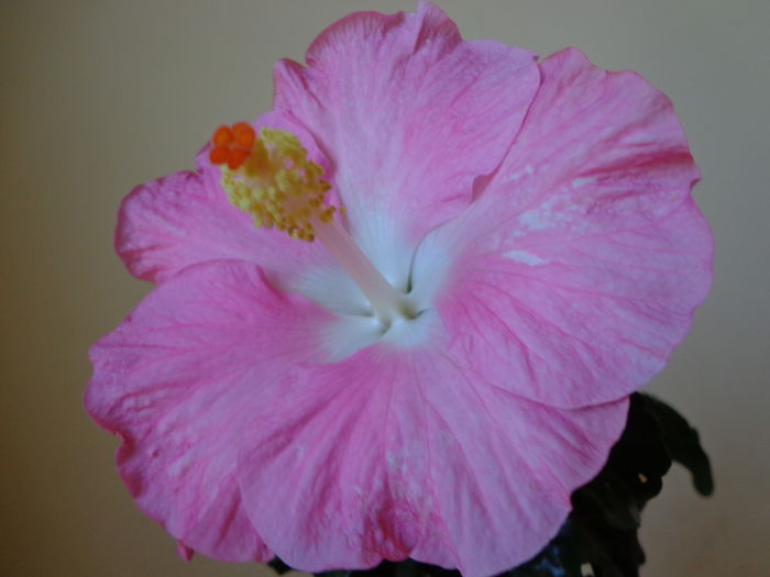 DSC08475