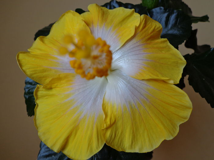 DSC08486