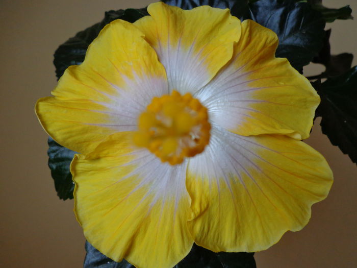 DSC08487