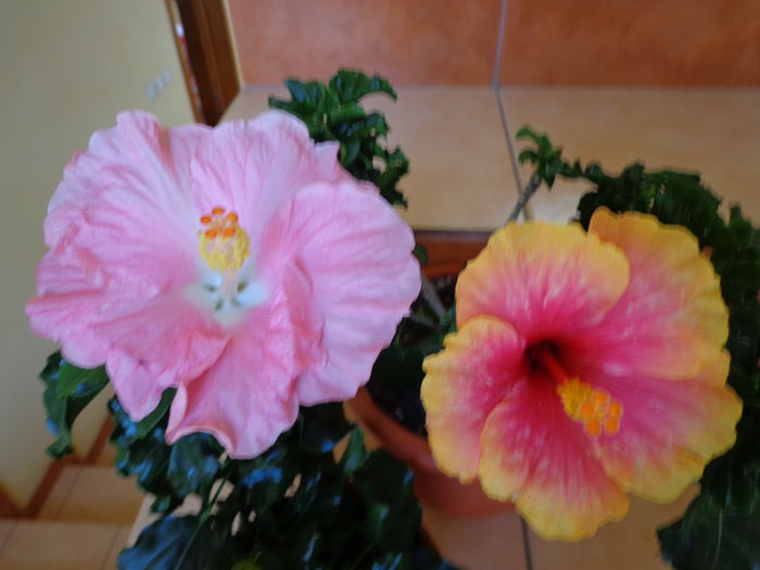 DSC08381