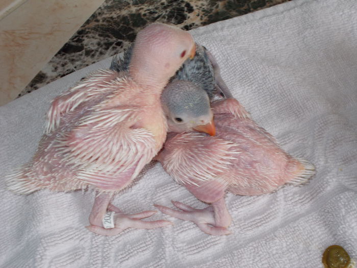 DSCN2810[1]; micul alexander albi
