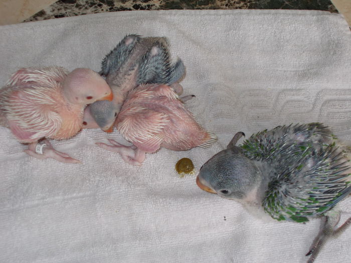 DSCN2809[1]; micul si marele alexander
