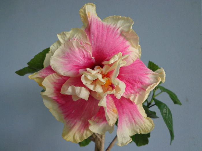 C. BURST